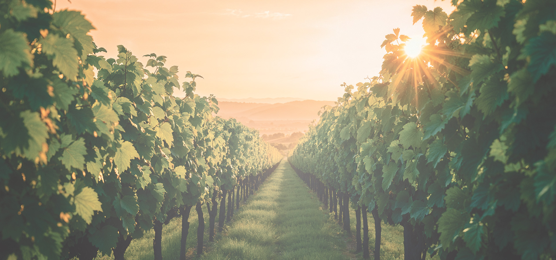 Onde a Tradição se transforma em Vinho